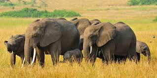 Queen Elizabeth National Park Wildlife Safari